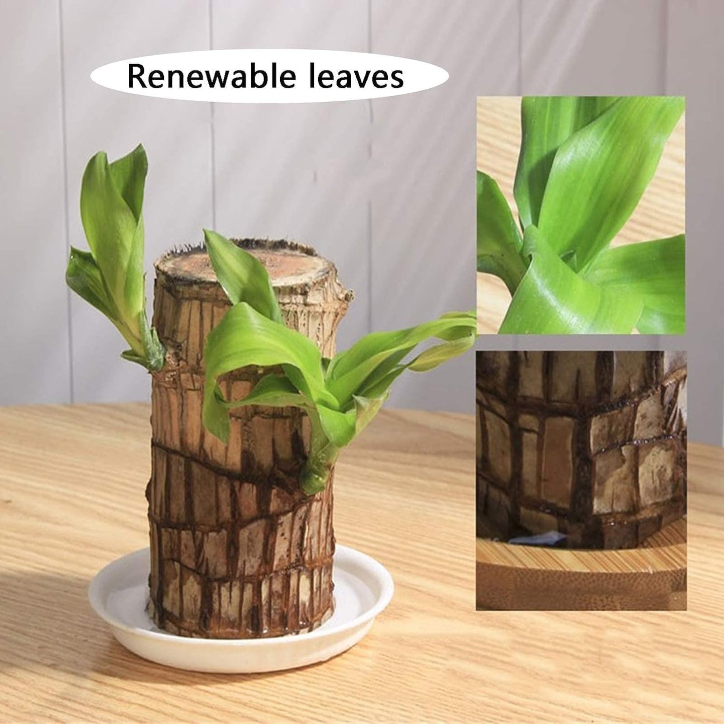 Brazilian Lucky Wood, Mini Home Plant Decorations